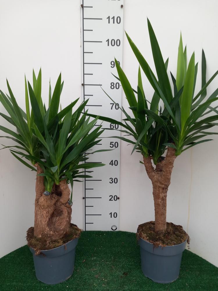 YUCCA RAMIF. VP21 H45