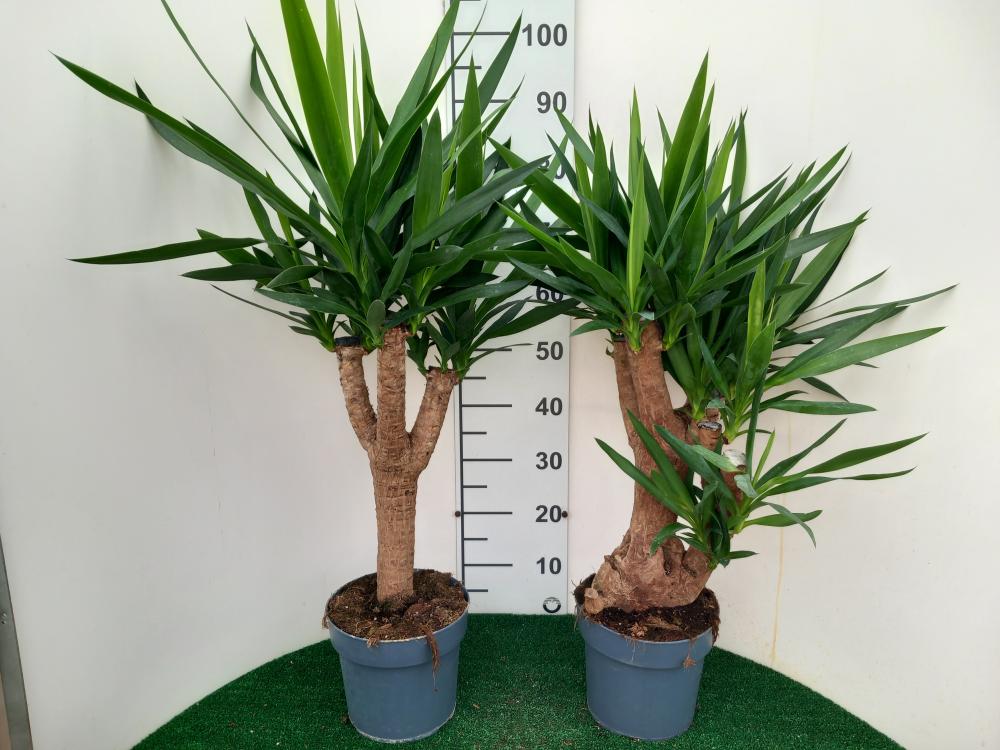 YUCCA RAMIF. VP21 H45