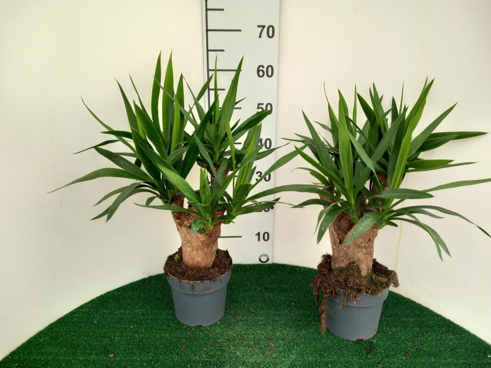 YUCCA RAMIF. VP17 H30