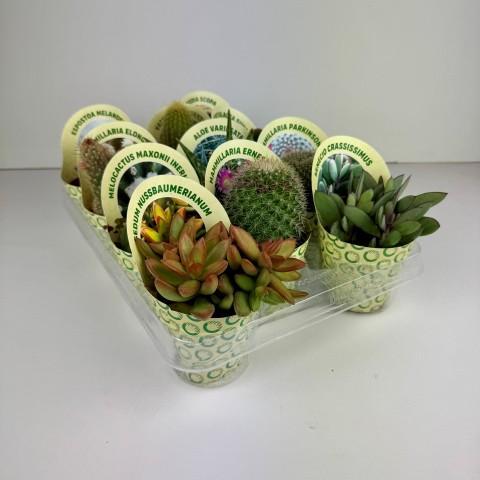 CACTUS/SUCCULENT COVER08