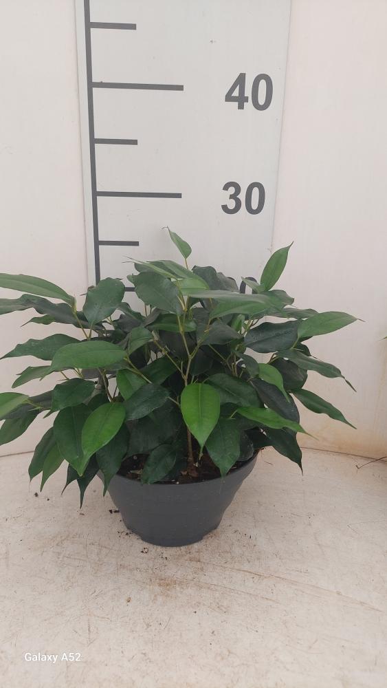 FICUS DANIELLE CP17