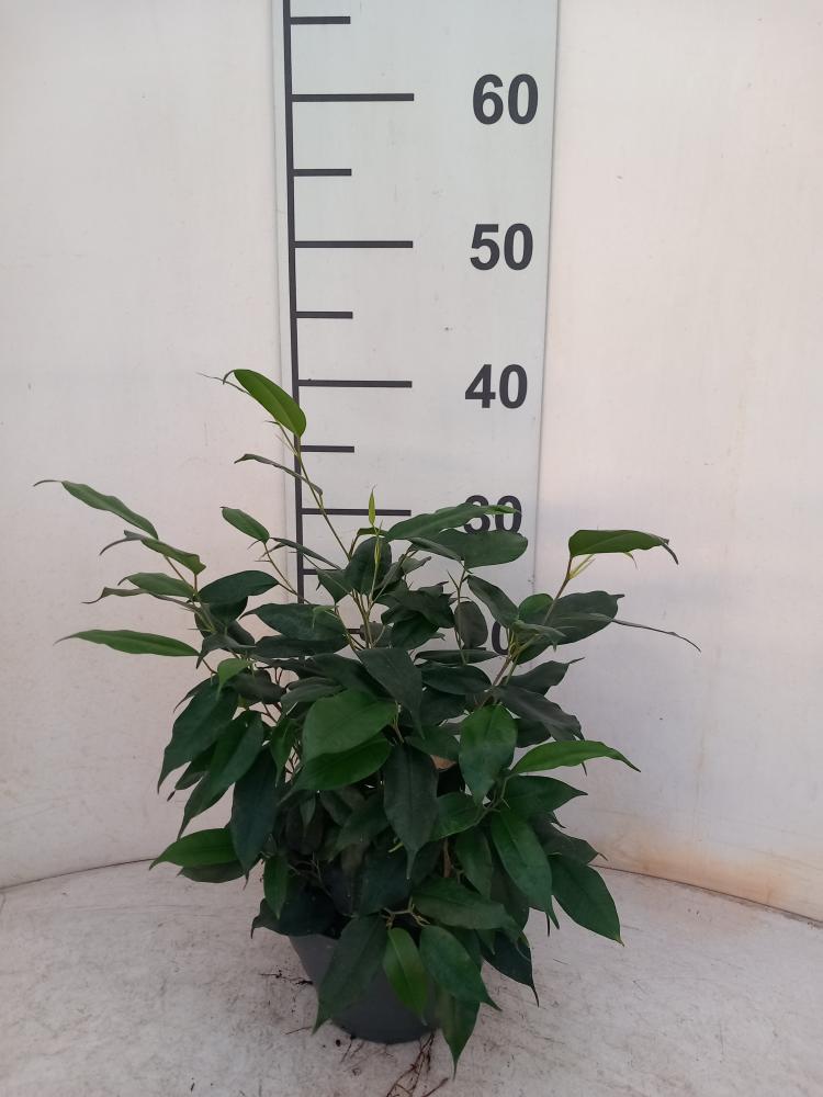 FICUS DANIELLE CP17