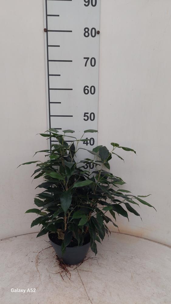 FICUS DANIELLE CP17