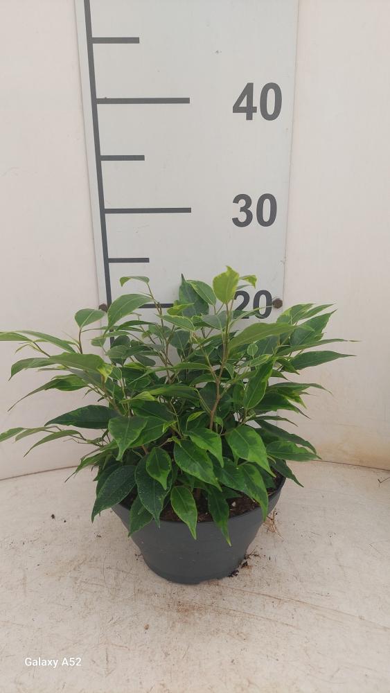 FICUS ANASTASIA CP17