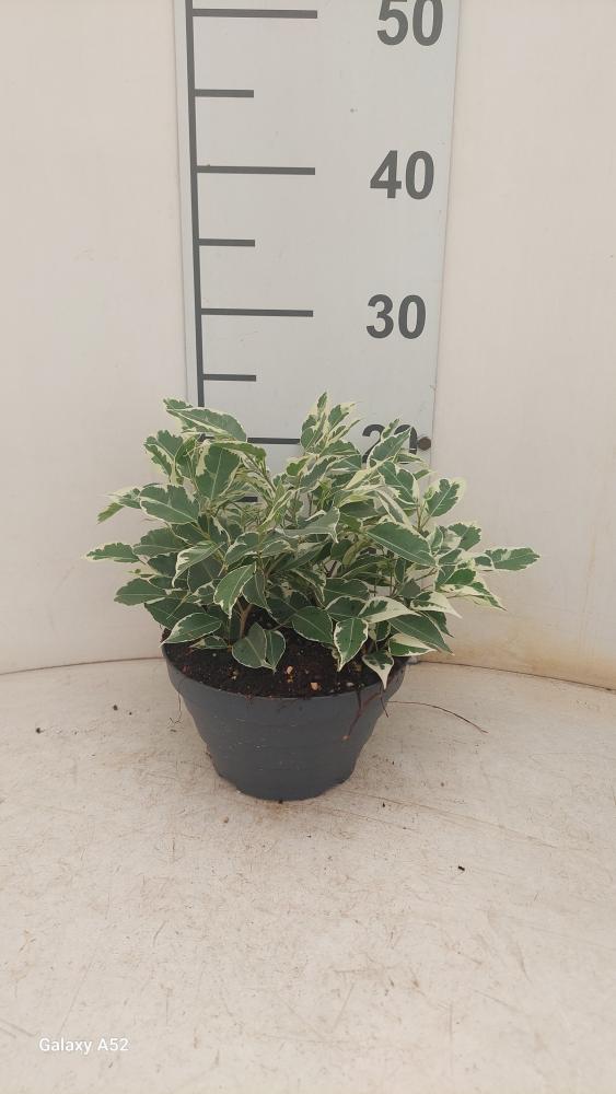 FICUS TWILIGHT CP17