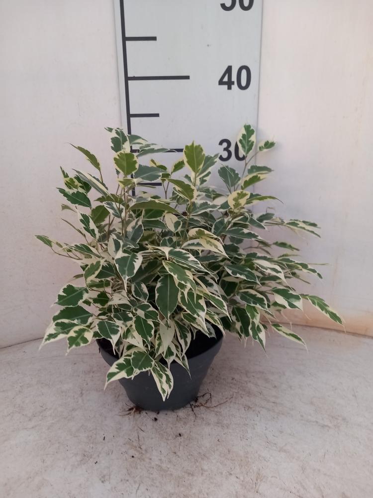 FICUS TWILIGHT CP17