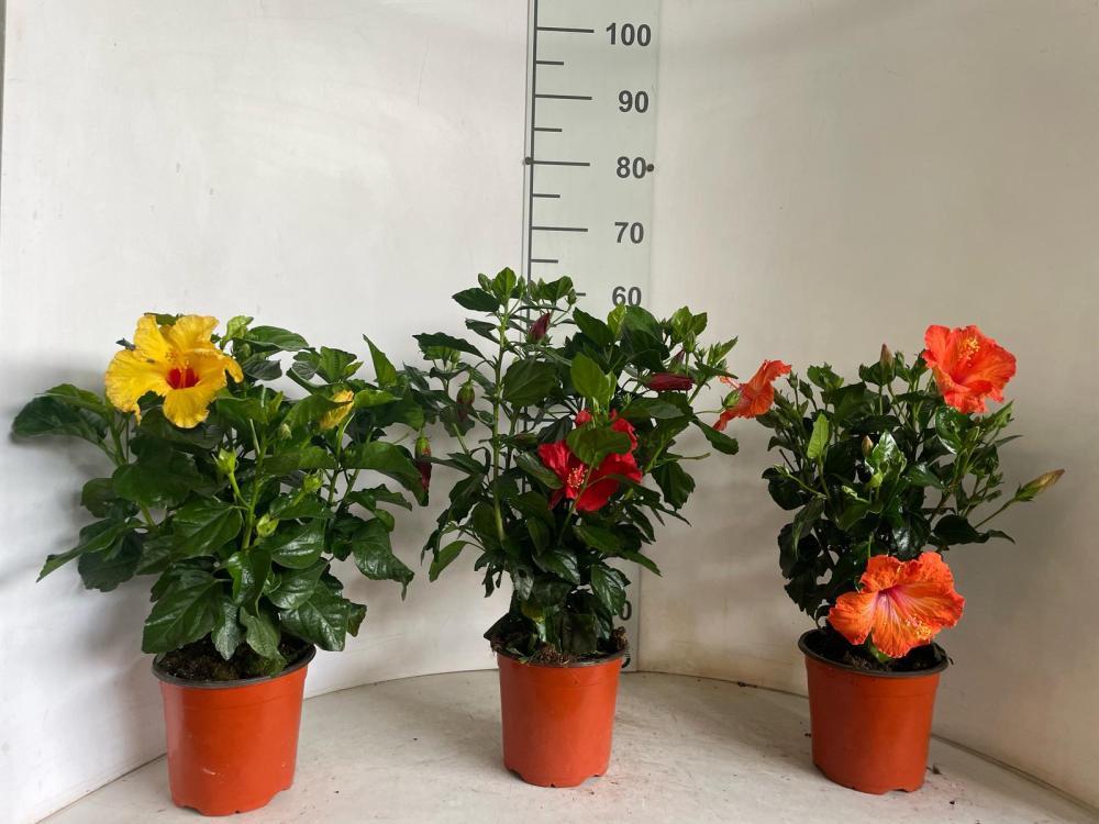 HIBISCUS CESPUGLIO VP17