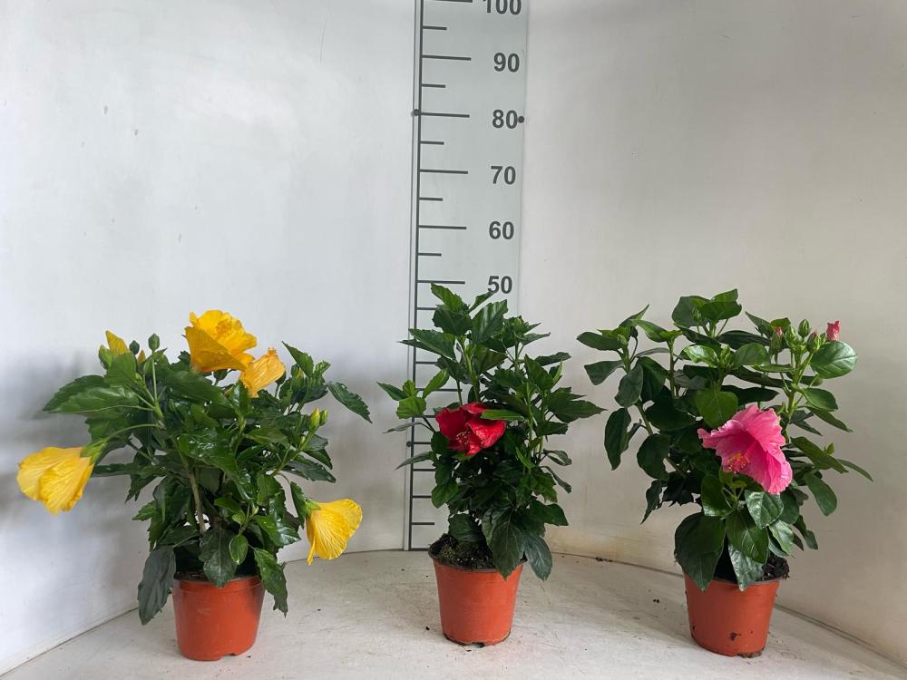 HIBISCUS CESPUGLIO VP14