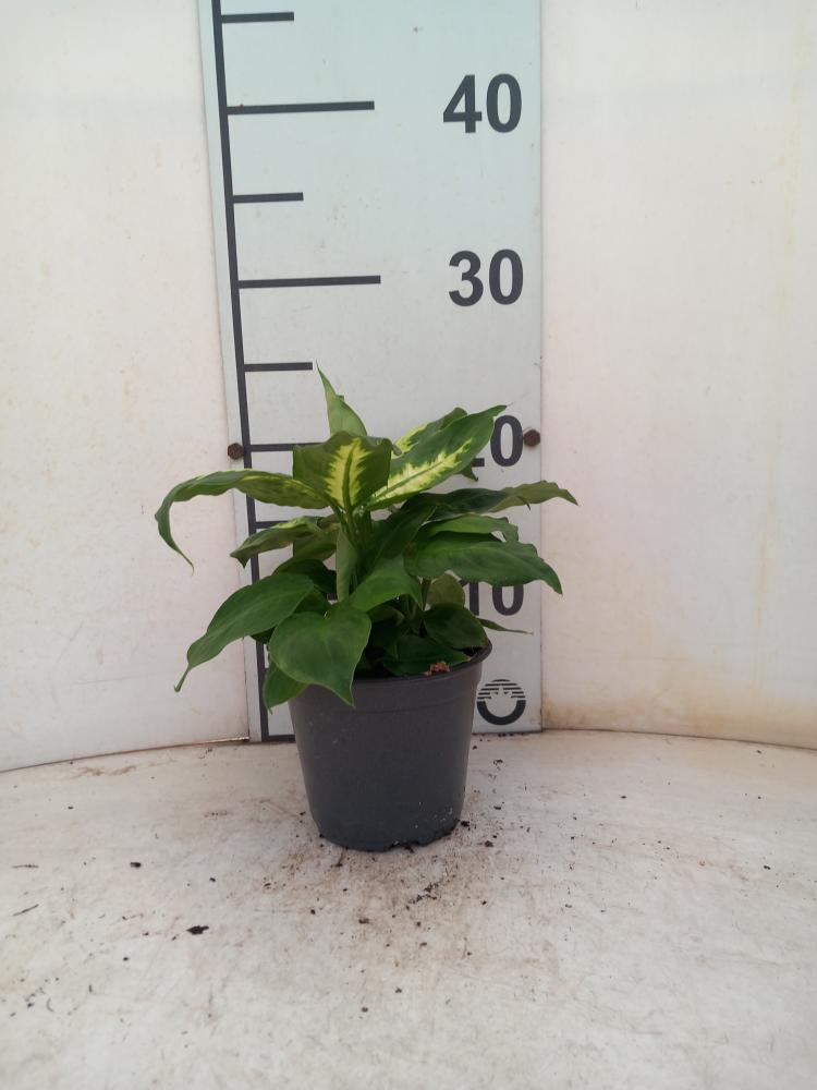 DIEFF. CAMILLA 1P VP12