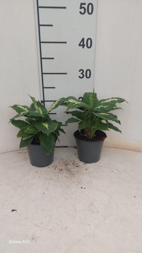 DIEFF. CAMILLA 1P VP12