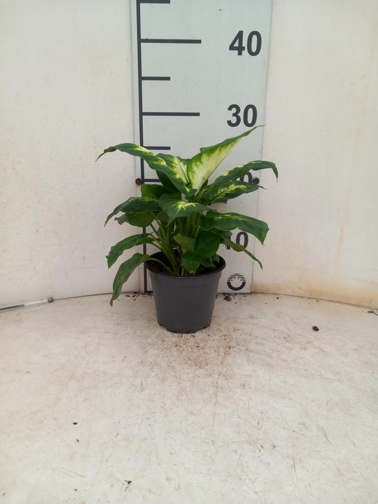 DIEFF. CAMILLA 1P VP12