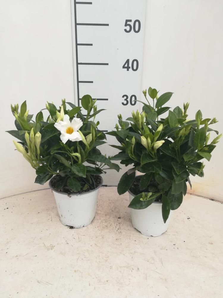 DIPLADENIA WHITE