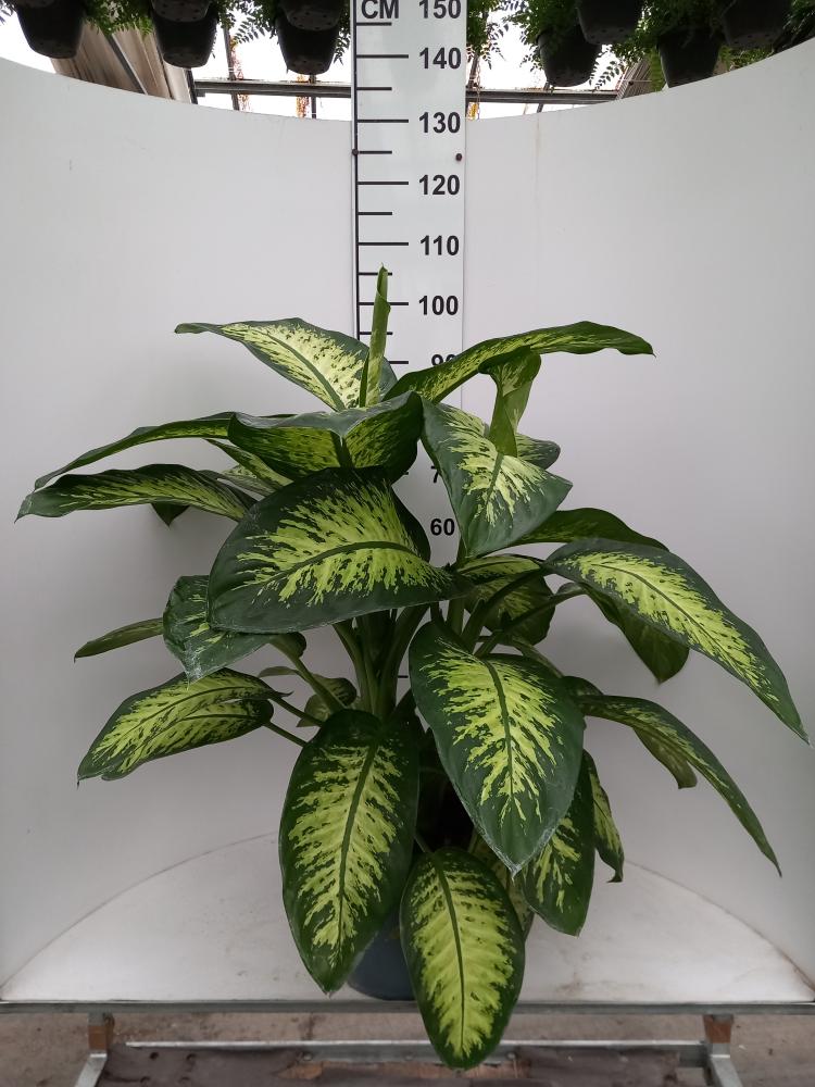 DIEFF. TROPIC SNOW VP27