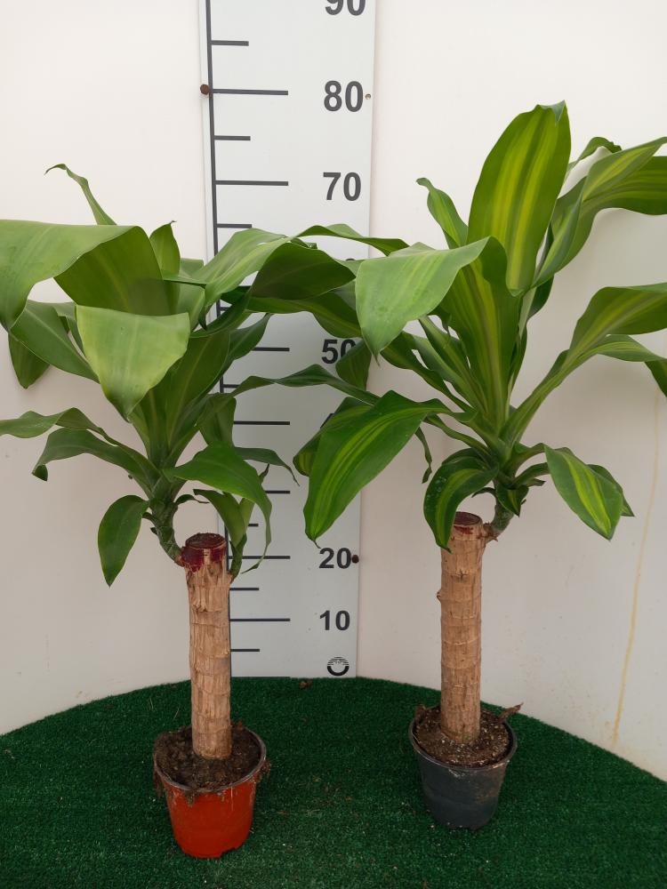 DRACAENA MESS. VP12 H30