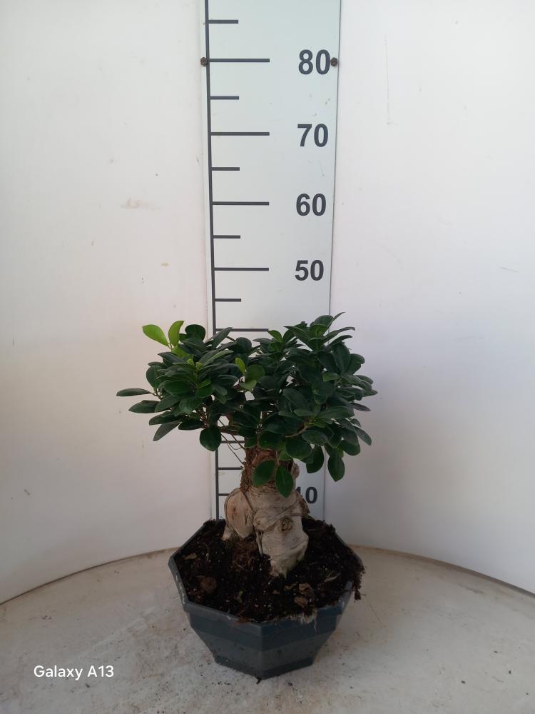 FICUS GINSENG BONSAI GR1000 CP26
