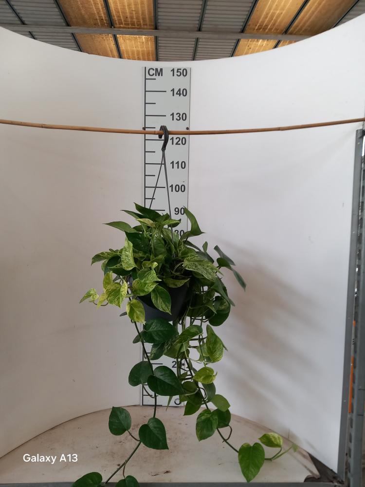 SCINDAPSUS M. QUEEN BK20