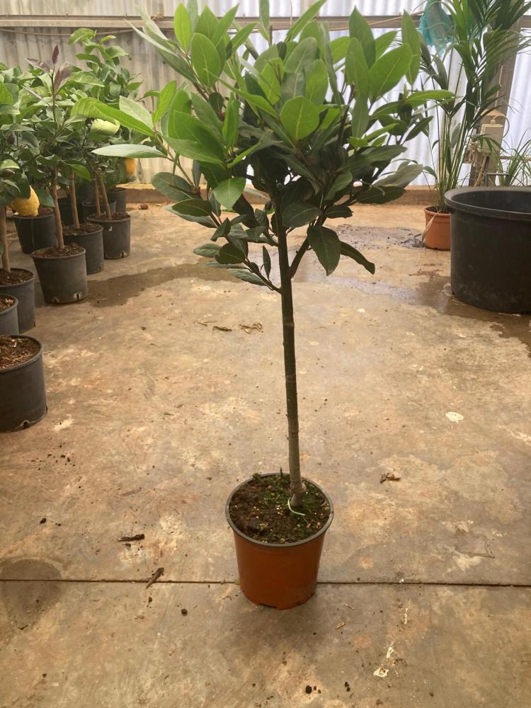 LAURUS NOBILIS ALBERO VP19 H90