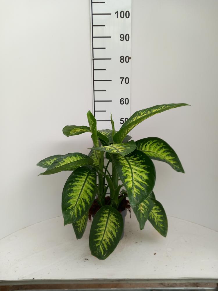 DIEFF. TROPIC SNOW 2P VP17