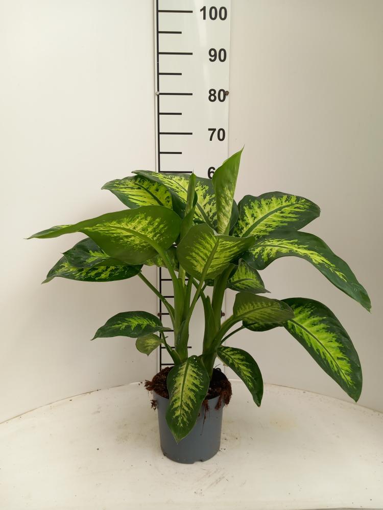 DIEFF. TROPIC SNOW 2P VP17