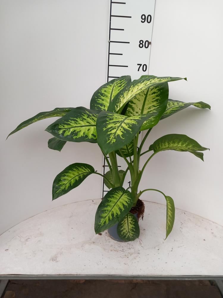 DIEFF. TROPIC SNOW 2P VP17