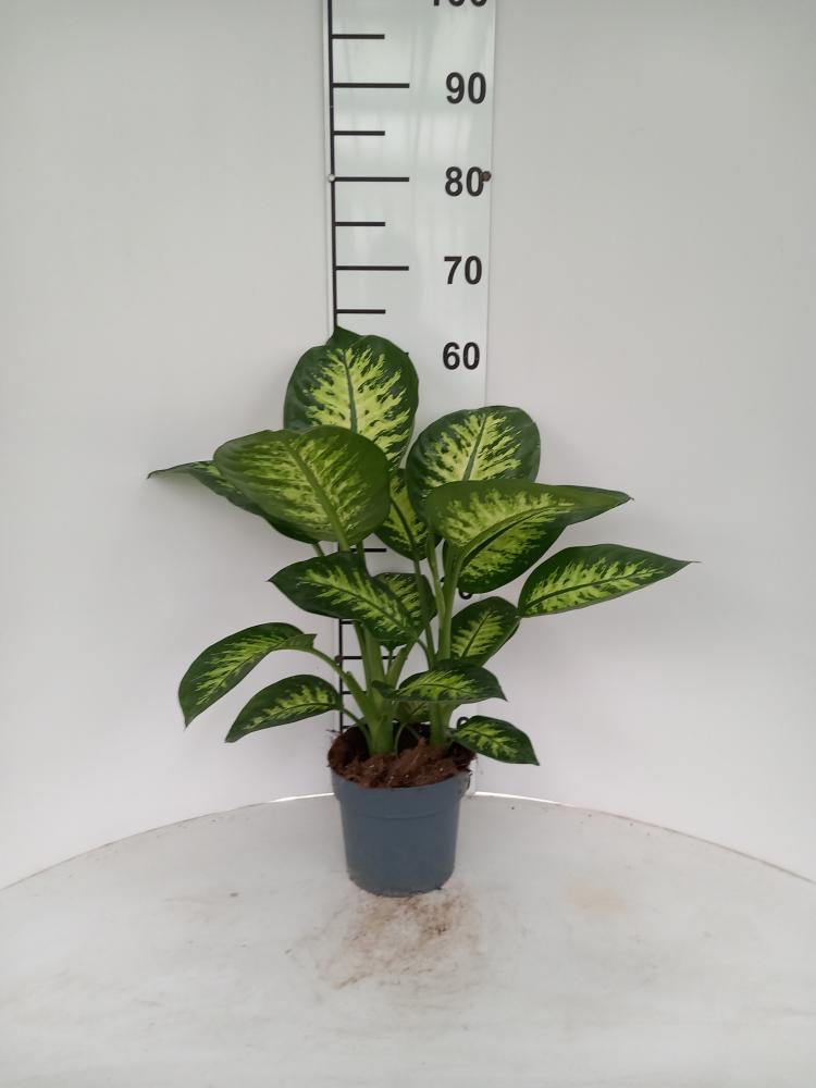 DIEFF. TROPIC SNOW 2P VP17