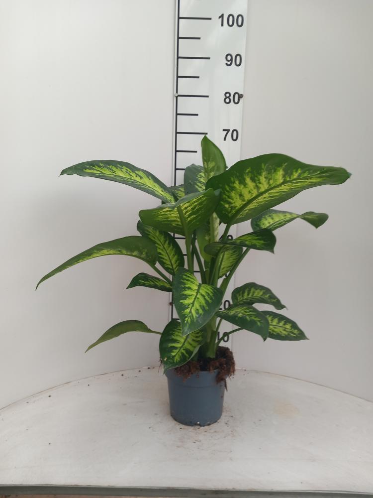 DIEFF. TROPIC SNOW 2P VP17