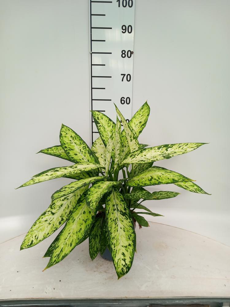 DIEFF. VESUVIO 3P VP17