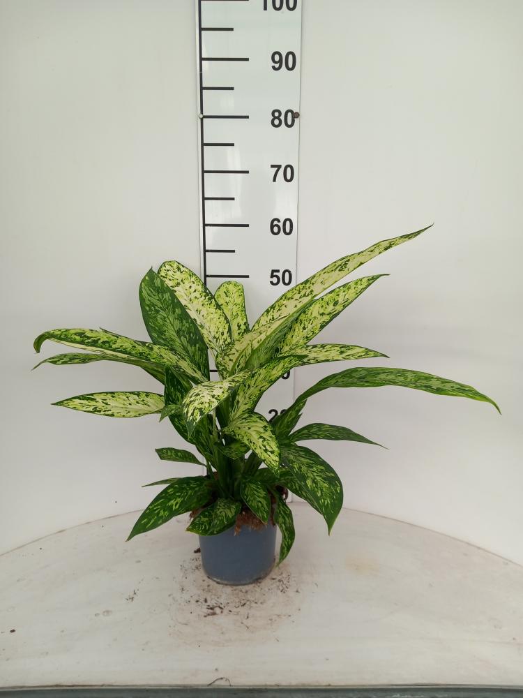 DIEFF. VESUVIO 3P VP17