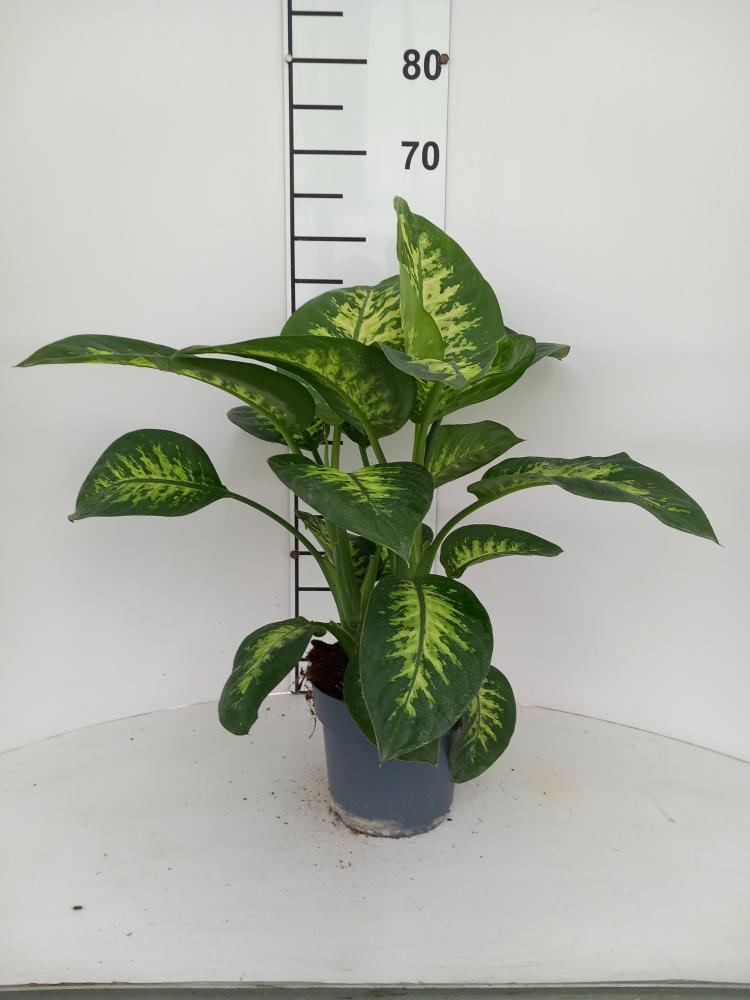 DIEFF. TROPIC SNOW 3P VP21