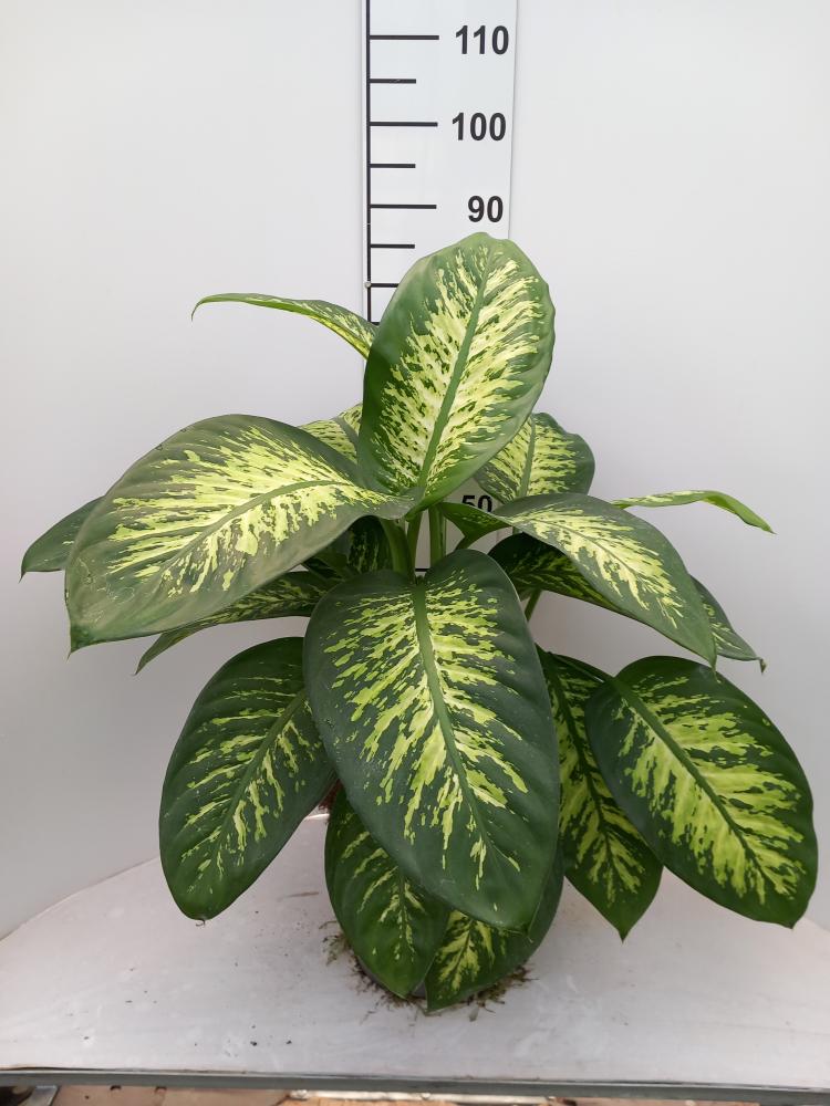 DIEFF. TROPIC SNOW 3P VP24