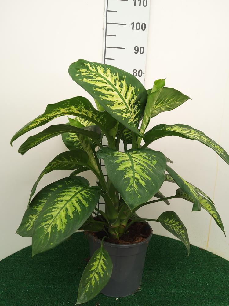 DIEFF. TROPIC SNOW 3P VP24
