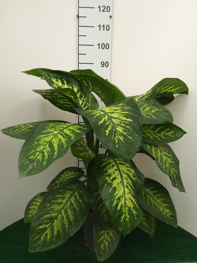 DIEFF. TROPIC SNOW 3P VP24