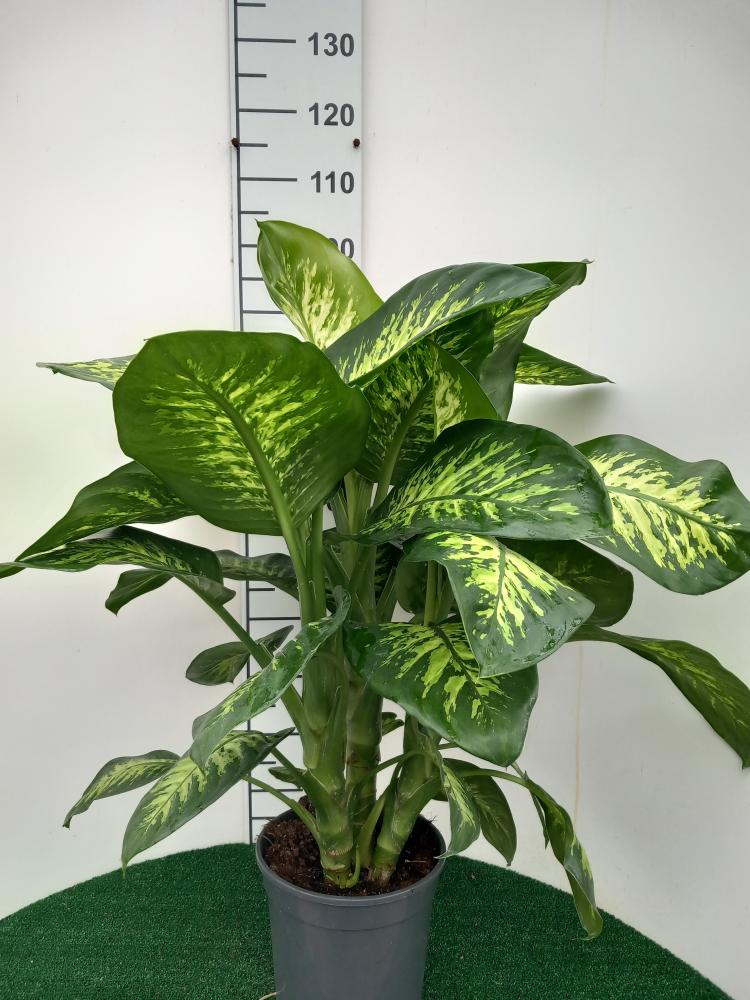 DIEFF. TROPIC SNOW 3P VP24
