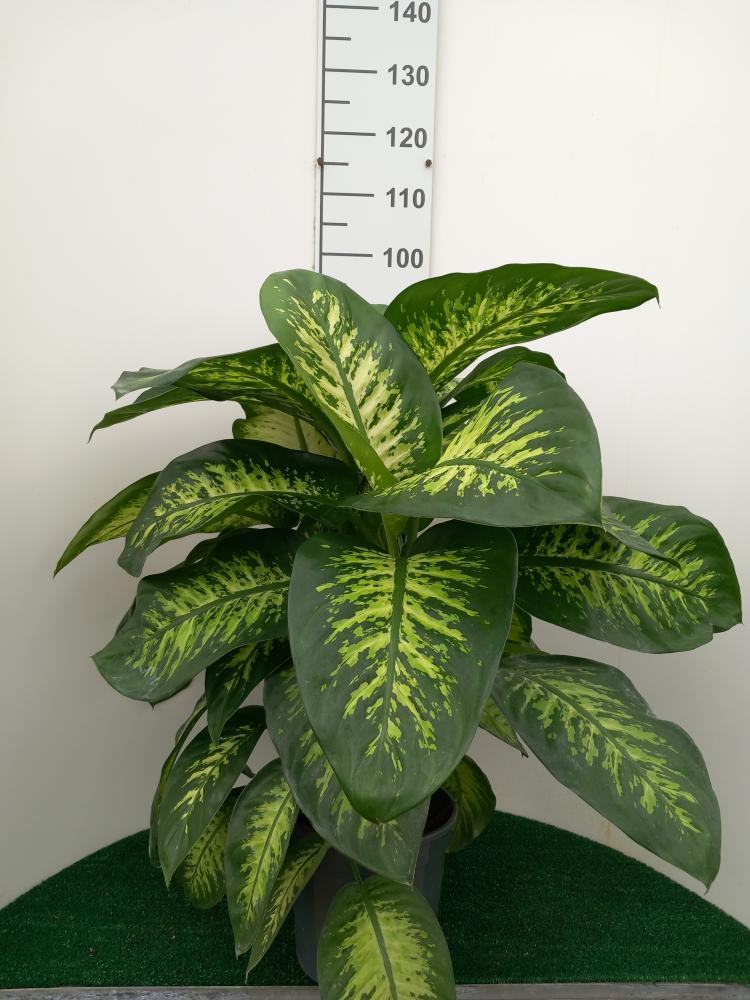 DIEFF. TROPIC SNOW 3P VP24