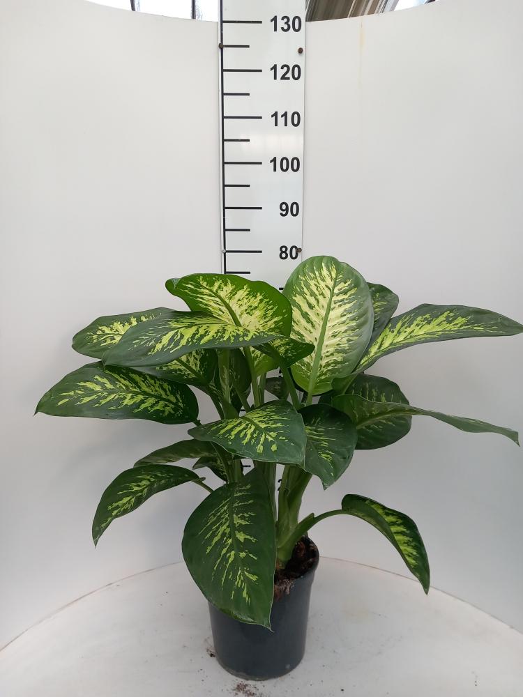 DIEFF. TROPIC SNOW 3P VP24