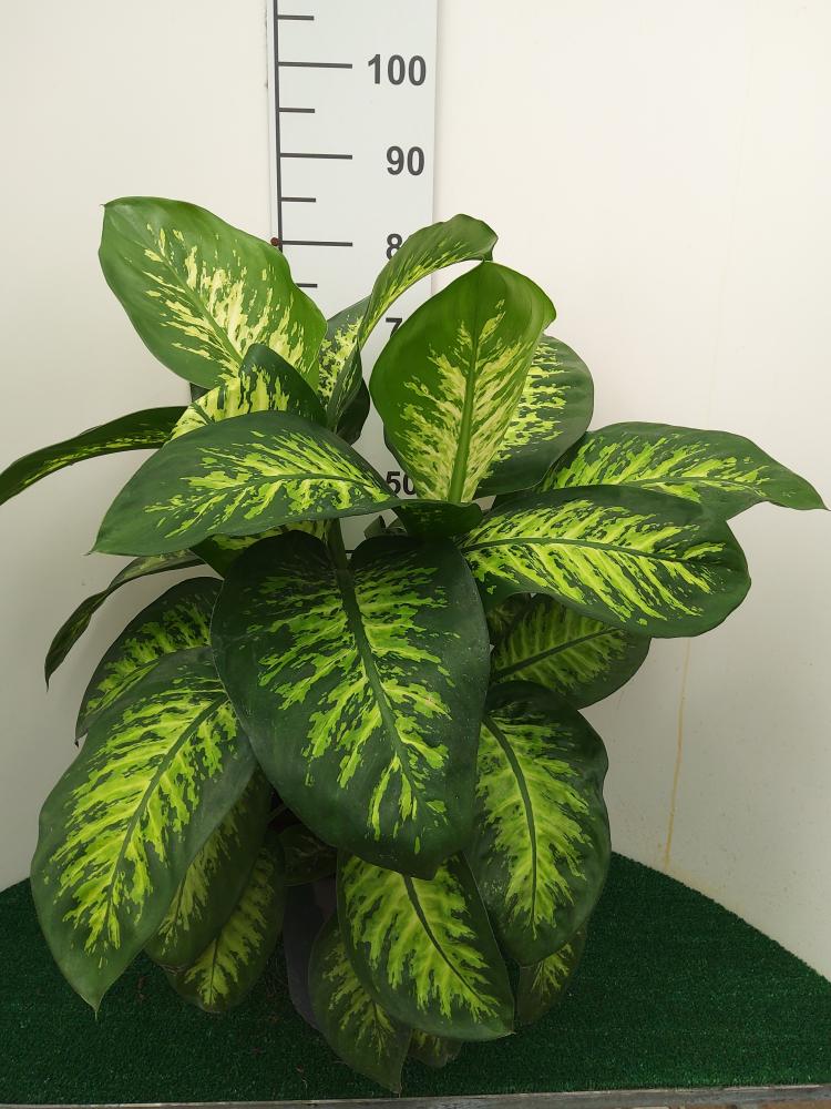 DIEFF. TROPIC SNOW 3P VP24
