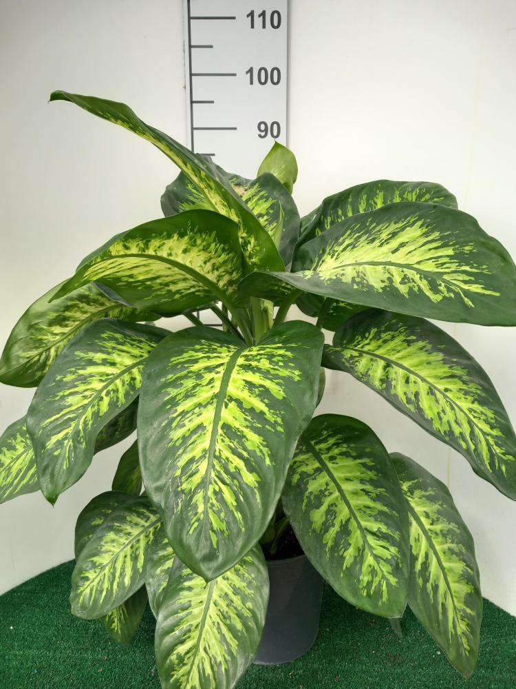 DIEFF. TROPIC SNOW 3P VP24