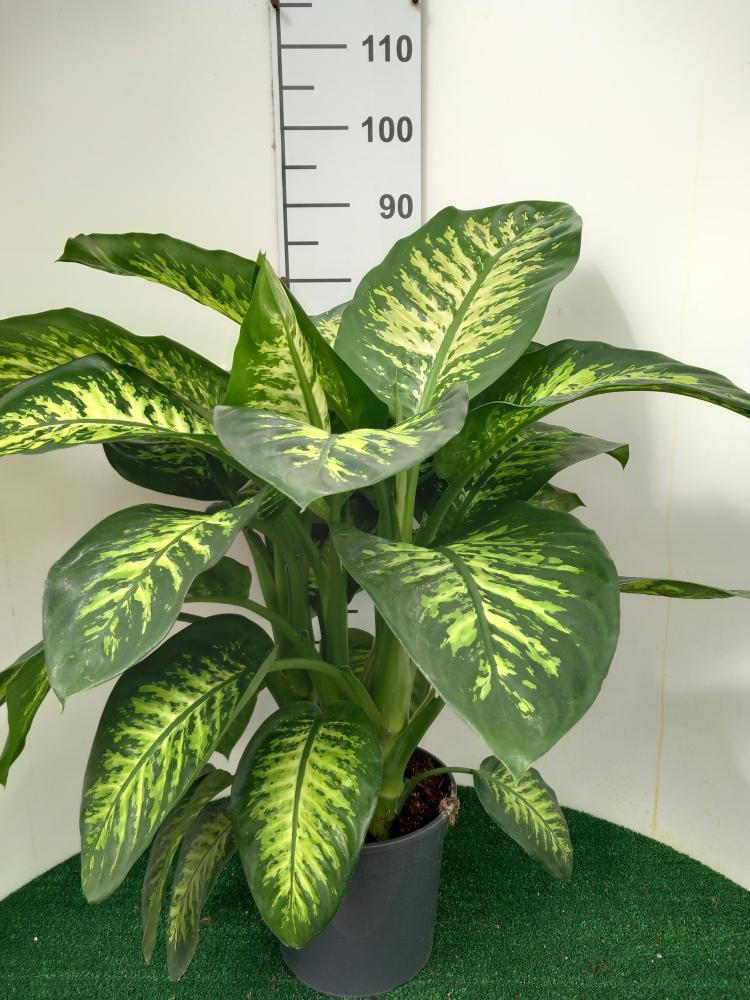 DIEFF. TROPIC SNOW 3P VP24