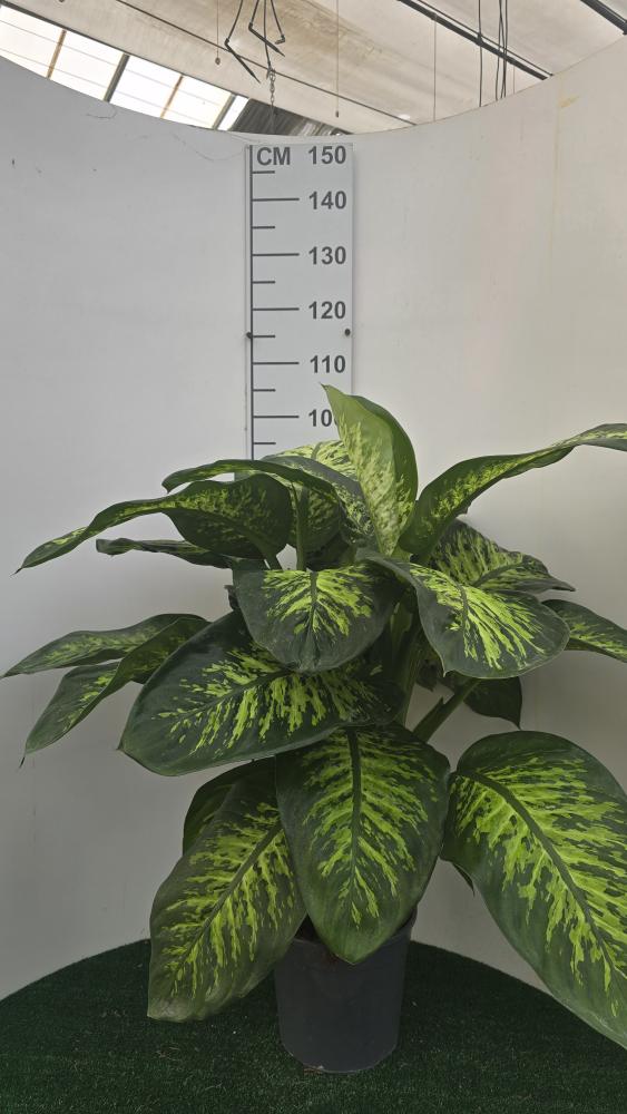 DIEFF. TROPIC SNOW 3P VP24