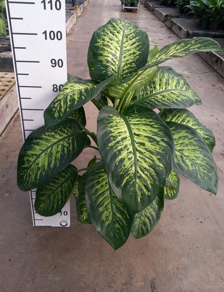 DIEFF. TROPIC SNOW 3P VP24