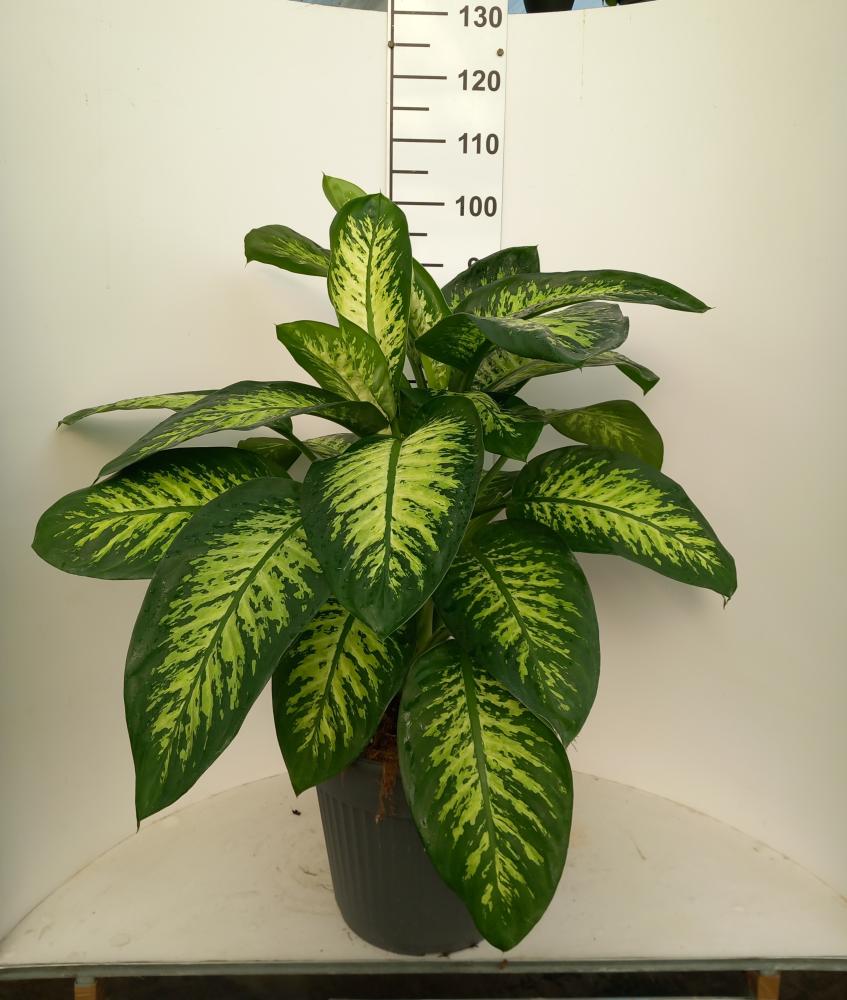 DIEFF. TROPIC SNOW VP35