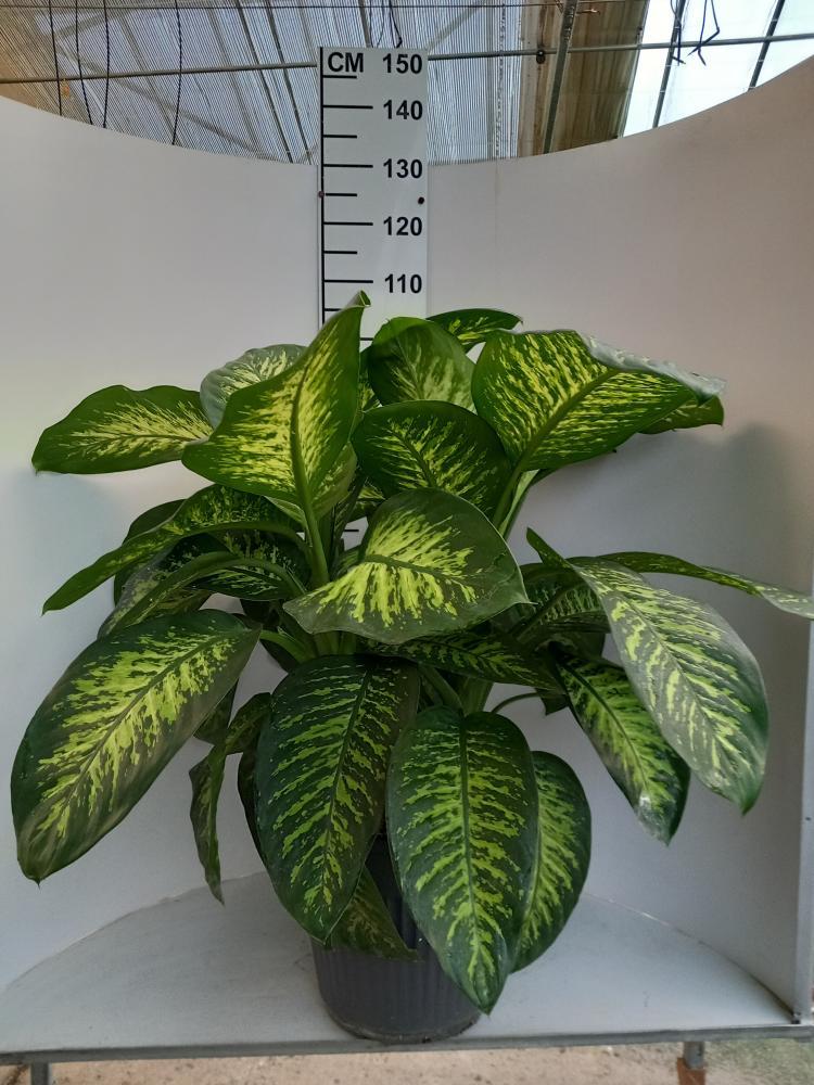 DIEFF. TROPIC SNOW VP35