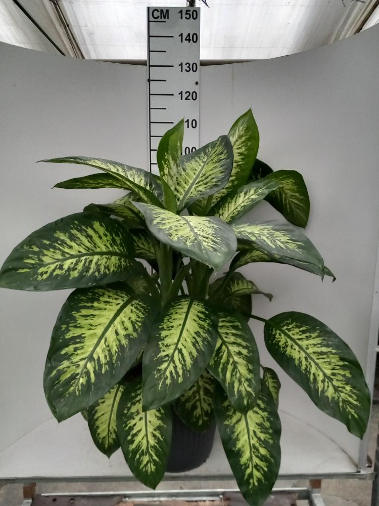 DIEFF. TROPIC SNOW VP35