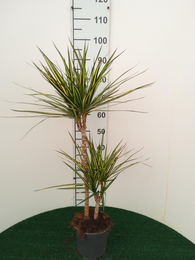 DRACAENA KIWI VP17 H30/15