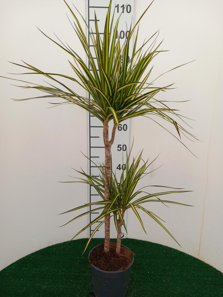 DRACAENA KIWI VP17 H30/15