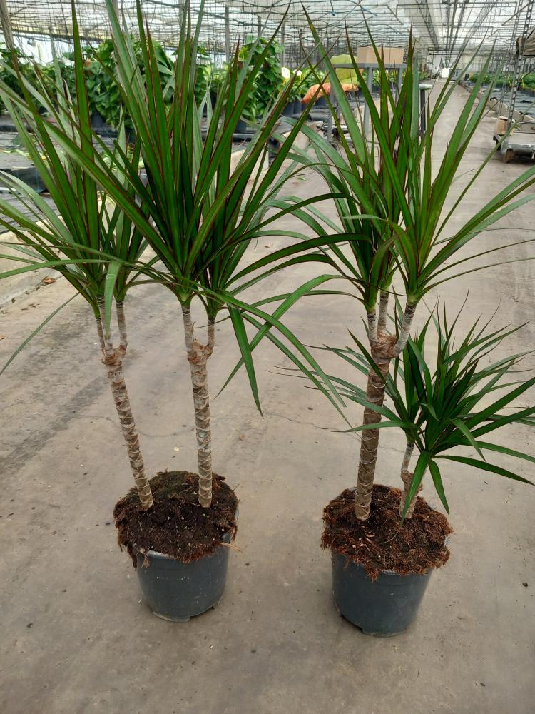 DRACAENA MARG. H30/15 VP17