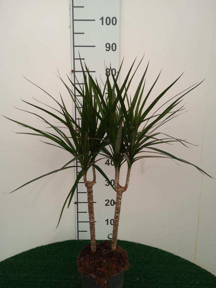 DRACAENA MARG. H30/15 VP17