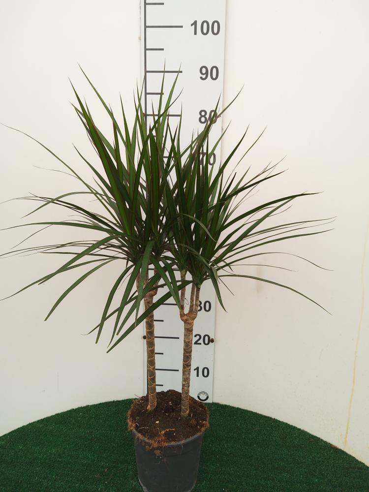 DRACAENA MARG. H30/15 VP17