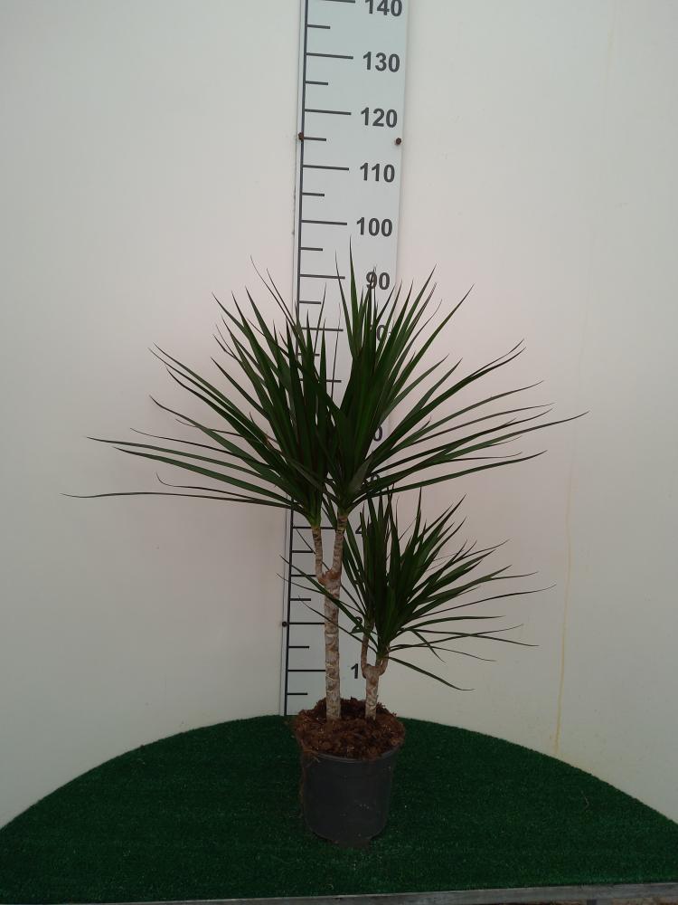 DRACAENA MARG. H30/15 VP17