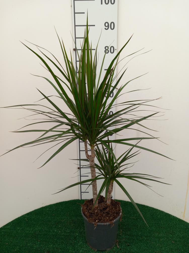 DRACAENA MARG. H30/15 VP17